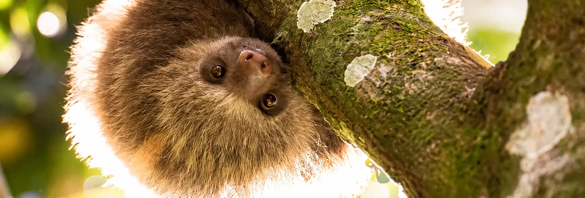 Where to See Sloths in Costa Rica? Slow Down in La Fortuna