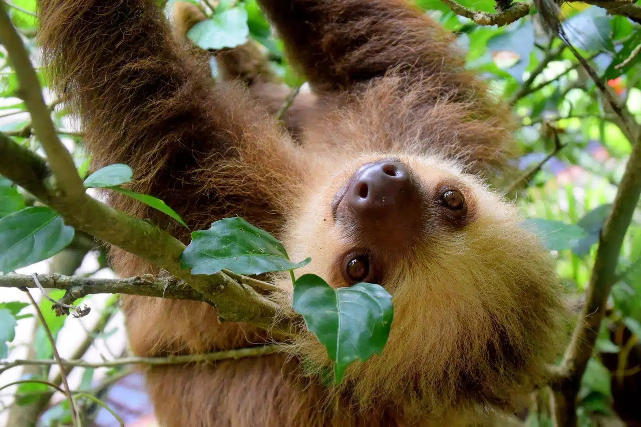A three-toed sloth relaxing in its natural habitat, one of Costa Rica's most beloved residents