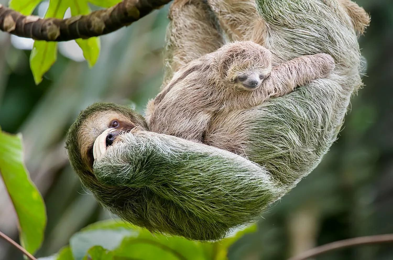 A wild sloth resting in the trees, a common sight on a guided walk near La Fortuna.